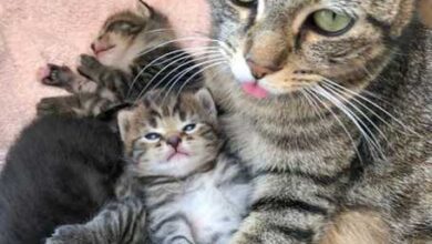 Минута отдыха Родительские будни животного мира на фотографиях Животные  Минута отдыха Родительские будни животного мира на фотографиях Животные