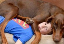 Минута отдыха Домашние животные совершенно не знают, что такое личное пространство Животные 