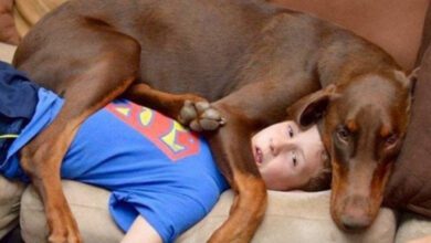 Минута отдыха Домашние животные совершенно не знают, что такое личное пространство Животные 