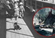 Минута отдыха Кошка, предсказавшая катастрофу "Титаника" Интересное 