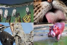 Минута отдыха Удивительные и малоизвестные факты о всем известных представителях фауны Интересное 