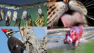 Минута отдыха Удивительные и малоизвестные факты о всем известных представителях фауны Интересное 