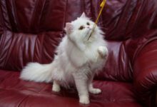 Минута отдыха Опасны ли колтуны для кошек? Мнение экспертов многих удивит Животные 