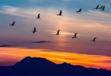 Минута отдыха Почему птицы летают косяком? Интересное 