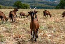 Минута отдыха Альпийская коза: 1 из 3 самых молочных пород коз в мире. 1000 литров за лактацию. Это половина мощности коровы! Животные 