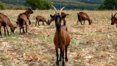 Минута отдыха Альпийская коза: 1 из 3 самых молочных пород коз в мире. 1000 литров за лактацию. Это половина мощности коровы! Животные  Минута отдыха Альпийская коза: 1 из 3 самых молочных пород коз в мире. 1000 литров за лактацию. Это половина мощности коровы! Животные