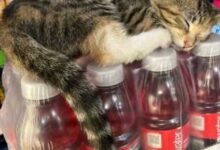 Минута отдыха Котики, которые оккупировали магазины и не собираются уходить Животные 