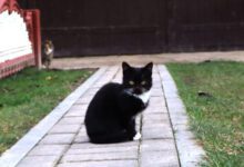 Минута отдыха Как понять, что кошка благодарна владельцу за хорошее отношение: эксперты назвали 3 признака Животные 