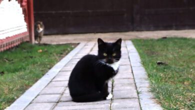 Минута отдыха Как понять, что кошка благодарна владельцу за хорошее отношение: эксперты назвали 3 признака Животные 