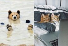 Минута отдыха 15 веселых животных, которые точно знают, как получить наслаждение от жизни Животные 