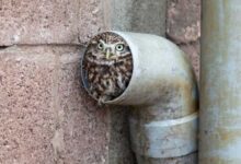 Минута отдыха Снимки компактных животных, которые поместятся где угодно Животные 