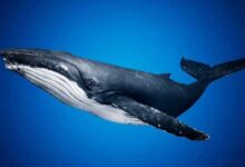 Минута отдыха Семь самых сильных животных в мире Животные 