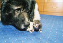 Минута отдыха Как добиться того, чтобы собака и кошка подружились Животные 