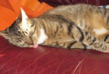 Минута отдыха Где должна спать кошка: хозяевам питомцев на заметку Животные 