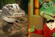 Минута отдыха Китайский аллигатор: Добрая и скромная рептилия. Прячется в норах да хрустит раковинами всю жизнь Животные 