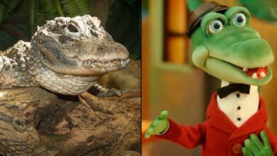 Минута отдыха Китайский аллигатор: Добрая и скромная рептилия. Прячется в норах да хрустит раковинами всю жизнь Животные 