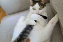 Минута отдыха Непредсказуемые и странные котики на снимках, которые поднимут настрой Животные 