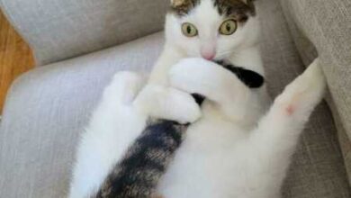 Минута отдыха Непредсказуемые и странные котики на снимках, которые поднимут настрой Животные  Минута отдыха Непредсказуемые и странные котики на снимках, которые поднимут настрой Животные