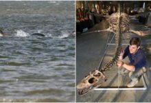 Минута отдыха Британские учёные назвали существование лох-несского чудовища "вполне вероятным" Интересное 