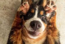 Минута отдыха Милые и странные пёсели на снимках, которые подарят улыбку Животные 