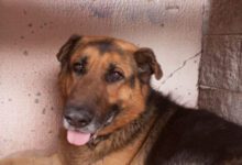 Минута отдыха Нужно ли разговаривать со своей собакой: мнение экспертов вас удивит Животные 