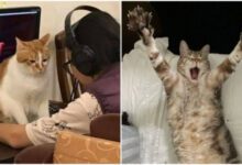 Минута отдыха Странные и смешные кадры с котейками, которые заставят улыбнуться Животные 