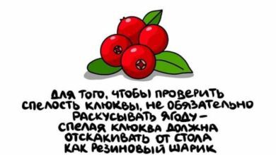 Минута отдыха Интересные, но короткие факты на все случаи жизни Интересное  Минута отдыха Интересные, но короткие факты на все случаи жизни Интересное