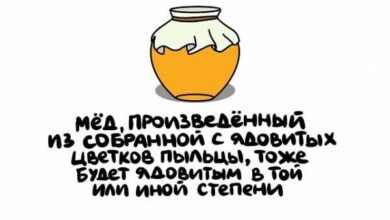 Минута отдыха Интересные короткие факты на все случаи жизни Интересное  Минута отдыха Интересные короткие факты на все случаи жизни Интересное