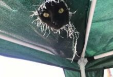 Минута отдыха Позитивные снимки котиков, которые смотрят на нас свысока Животные 