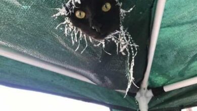 Минута отдыха Позитивные снимки котиков, которые смотрят на нас свысока Животные  Минута отдыха Позитивные снимки котиков, которые смотрят на нас свысока Животные