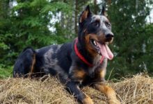 Минута отдыха Босерон: «Лохматый доберман». Любимец военных и пастухов, которого не встретишь у простых людей Животные 