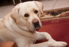 Минута отдыха Собака кусает стены: что делать хозяину Животные 