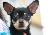 Минута отдыха Топ-10 пород собак для содержания в квартире Животные 