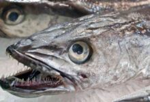 Минута отдыха Почему рыбу хек продают без головы? Интересное 