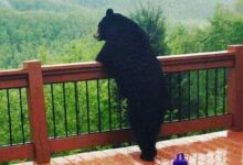 Минута отдыха Снимки с забавными медведями, которые вызовут у вас улыбку Животные 