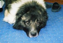 Минута отдыха Как приучить собаку спать в определенном месте для сна Животные 