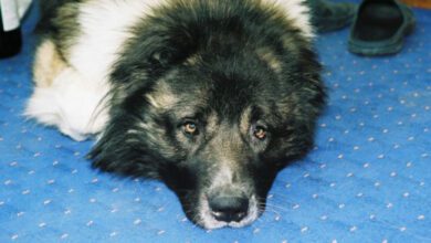 Минута отдыха Как приучить собаку спать в определенном месте для сна Животные  Минута отдыха Как приучить собаку спать в определенном месте для сна Животные