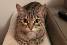 Минута отдыха Коты — это хлебушек, и вот тому доказательства Животные 