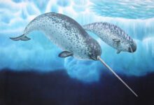 Минута отдыха У какого животного самые большие зубы? Интересное 