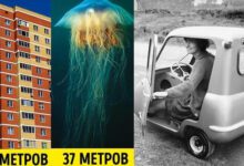 Минута отдыха 13 неизбитых фактов обо всем на свете, которые удивят даже знатоков Интересное 