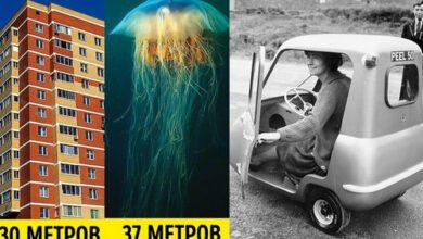 Минута отдыха 13 неизбитых фактов обо всем на свете, которые удивят даже знатоков Интересное  Минута отдыха 13 неизбитых фактов обо всем на свете, которые удивят даже знатоков Интересное