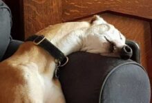 Минута отдыха Снимки пёселей, которые могут заснуть в любом месте и в любой позе Животные 