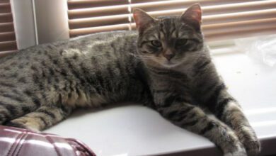 Минута отдыха Можно ли заводить других животных, если у вас есть кошка: мнение специалистов Животные  Минута отдыха Можно ли заводить других животных, если у вас есть кошка: мнение специалистов Животные