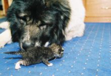 Минута отдыха Как научить кошку и собаку ладить Животные 