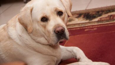 Минута отдыха Сколько живут собаки и от чего зависит продолжительность жизни питомца Животные  Минута отдыха Сколько живут собаки и от чего зависит продолжительность жизни питомца Животные