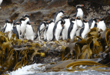 Минута отдыха Большой хохлатый пингвин: Эволюционная ловушка и безжалостные территориальные войны. По-настоящему жесткая стратегия выживания Интересное 