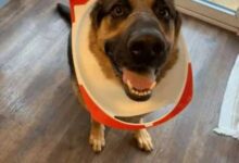 Минута отдыха Забавные пёсели, которые пытались быть хорошими Животные 