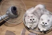 Минута отдыха Милые котейки, которые попались в идеальные «ловушки» Животные 