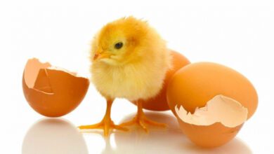 Минута отдыха Как дышит цыпленок внутри яйца? Интересное  Минута отдыха Как дышит цыпленок внутри яйца? Интересное