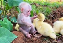 Минута отдыха Эти животные нашли себе друзей, которые совсем не похожи на них Животные 